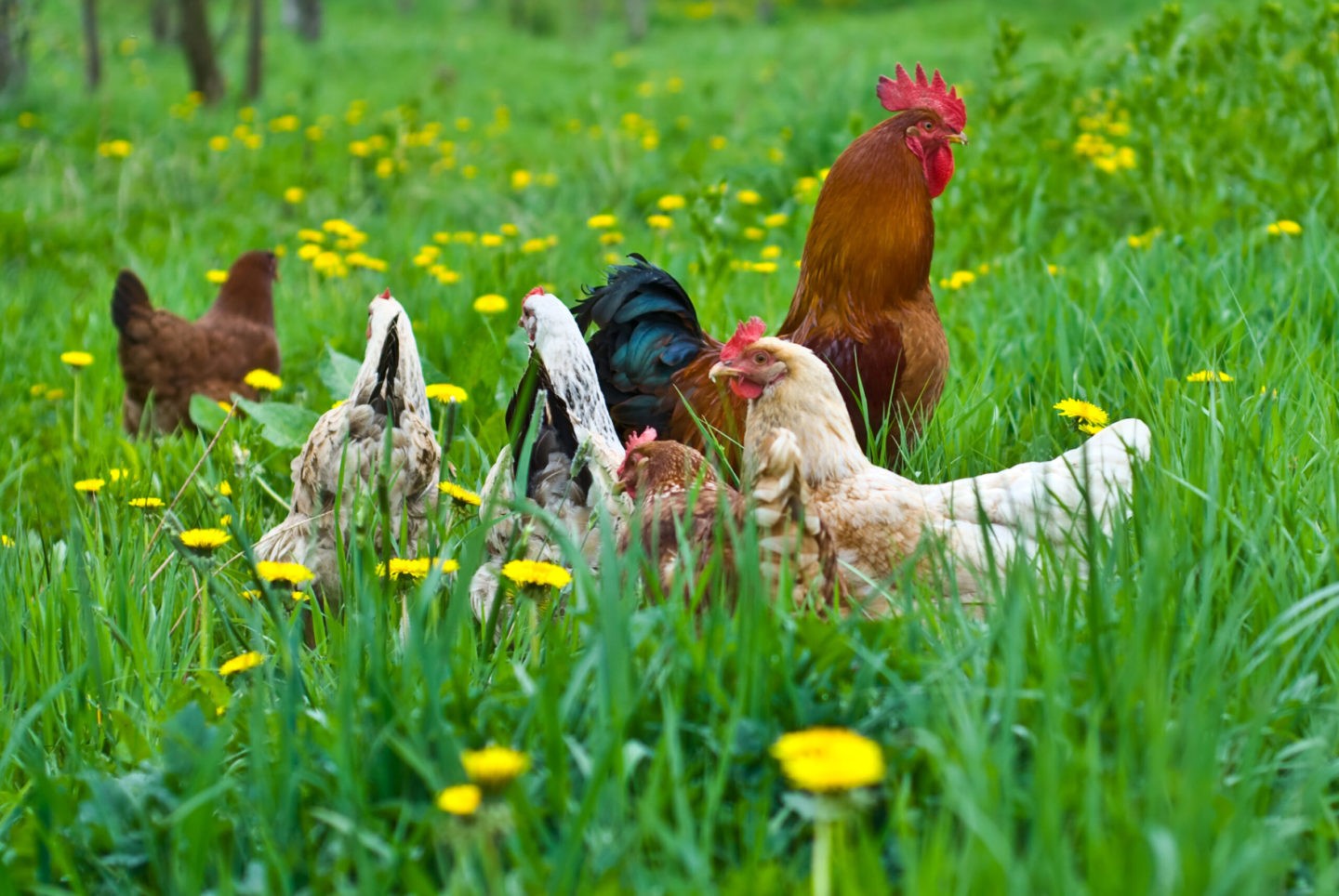 chickens_field Breeds of Chickens